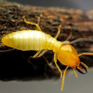 Termite Termite